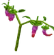 Dragon Pepper