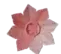 Pink Lily